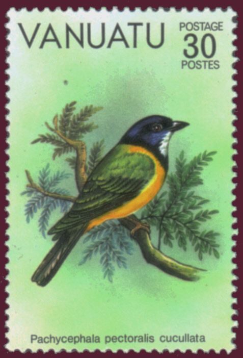 Golden Whistler (Pachycephala pectoralis cucullata)