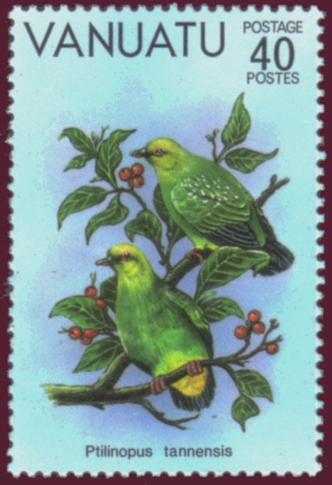 Tanna Fruit-Dove (Ptilinopus tannensis)