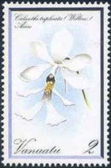 Calanthe triplicata