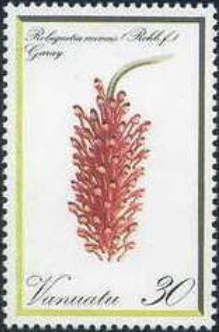 Robiquetia mimus