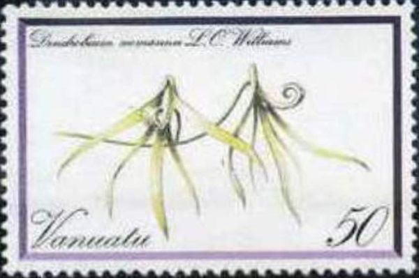 Dendrobium seemannii
