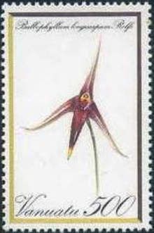 Bulbophyllum longiscapum