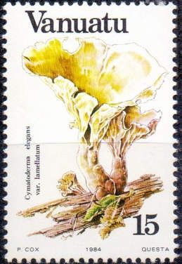 Cymatoderma elegans