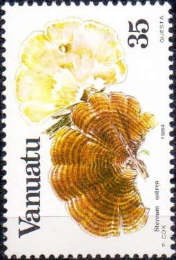 Stereum ostrea