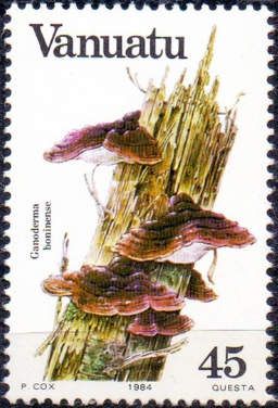 Ganoderma boninense