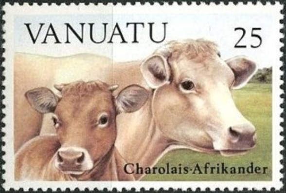 Charolais Afrikander Crossing (Bos primigenius taurus)