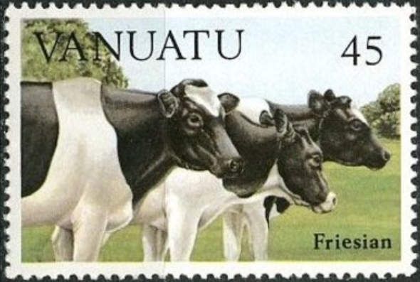 Friesian Dairy Cows (Bos primigenius taurus)