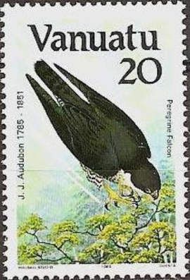 Peregrine Falcon (Falco peregrinus)