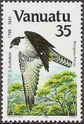 Peregrine Falcon (Falco peregrinus)