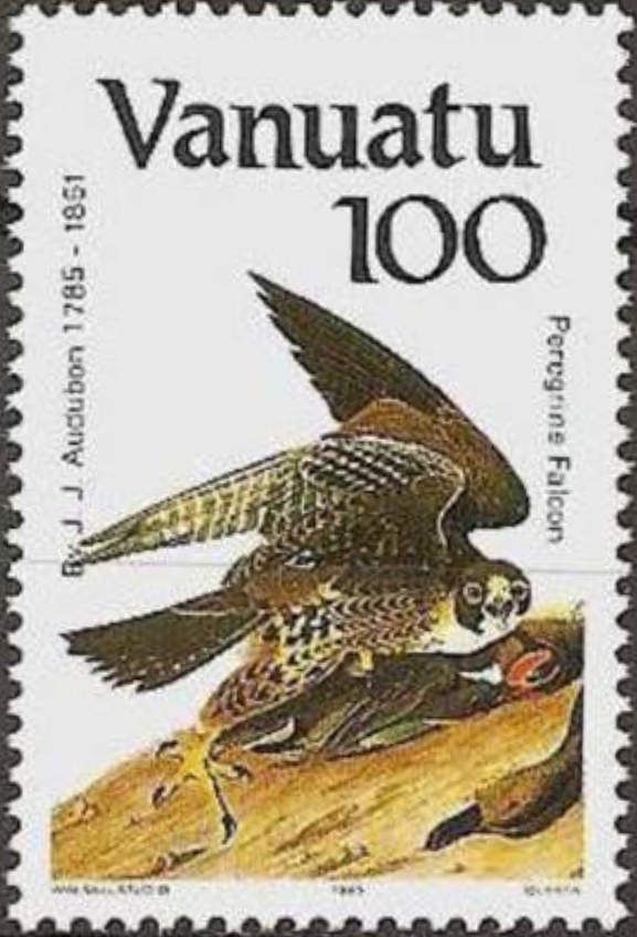 Peregrine Falcon (Falco peregrinus)