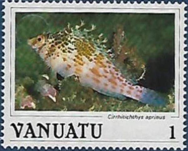 Spotted Hawkfish (Cirrhitichthys aprinus)