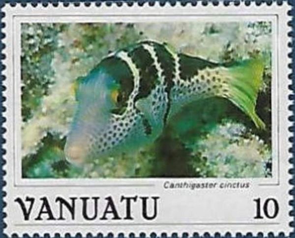 Crowned Toby (Canthigaster cinctus) (see Description)