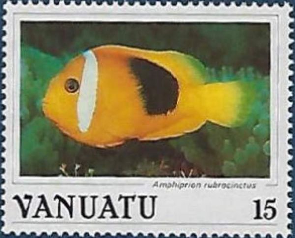 Red Anemonefish (Amphiprion rubrocinctus)