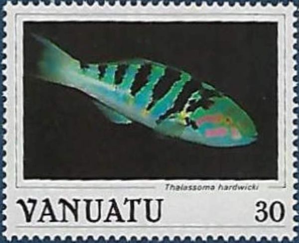 Sixbar Wrasse (Thalassoma hardwicki)