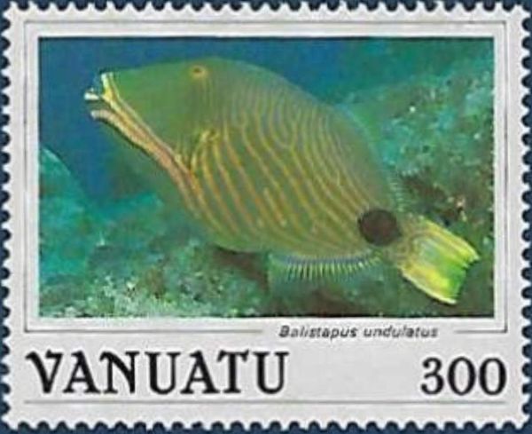 Orange-lined Triggerfish (Balistapus undulatus)