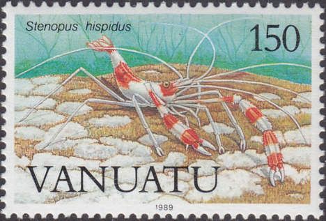 Banded Coral Shrimp (Stenopus hispidus)