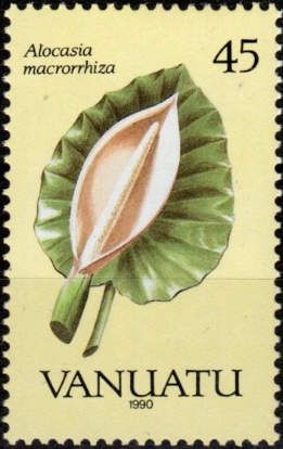 Alocasia macrorrhiza