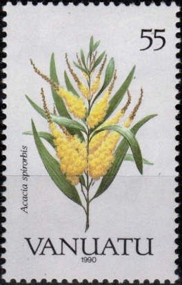 Acacia spirorbis