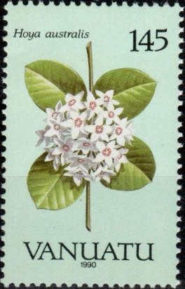 Hoya australis
