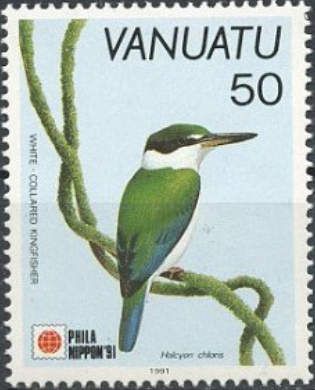 White-collared Kingfisher (Halcyon chloris)