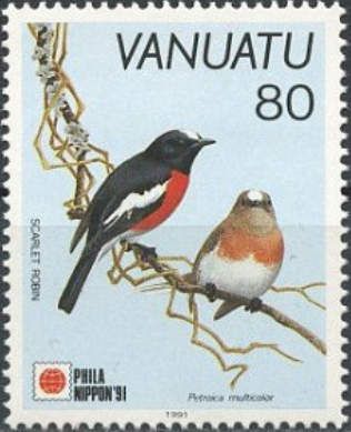 Scarlet Robin (Petroica multicolor)