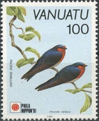 Pacific Swallow (Hirundo javanica)