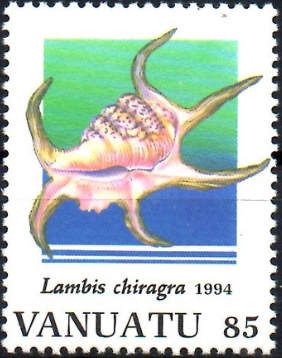 Chiragra Spider Conch (Lambis chiragra)