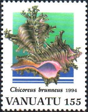 Adusta Murex (Chicoreus brunneus)