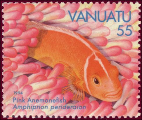 Pink Anemonefish (Amphiprion perideraion)