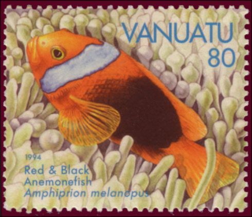 Fire Clownfish (Amphiprion melanopus)