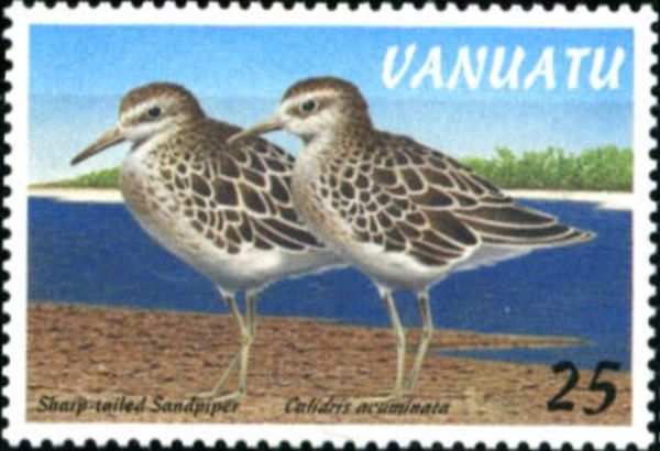 Sharp-tailed Sandpiper (Calidris acuminata)