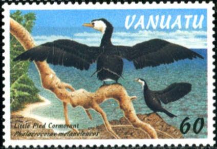 Little Pied Cormorant (Phalacrocorax melanoleucos)
