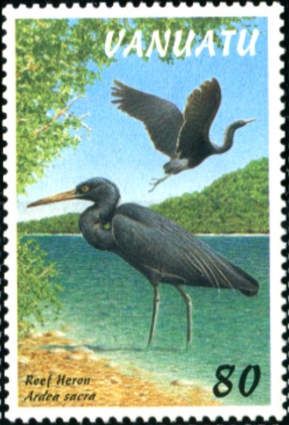Pacific Reef Heron (Ardea sacra)