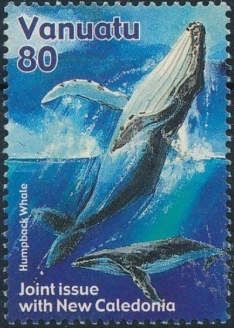 Humpback Whale (Megaptera novaeangliae)