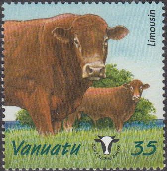 Limousin Cattle (Bos primigenius taurus)