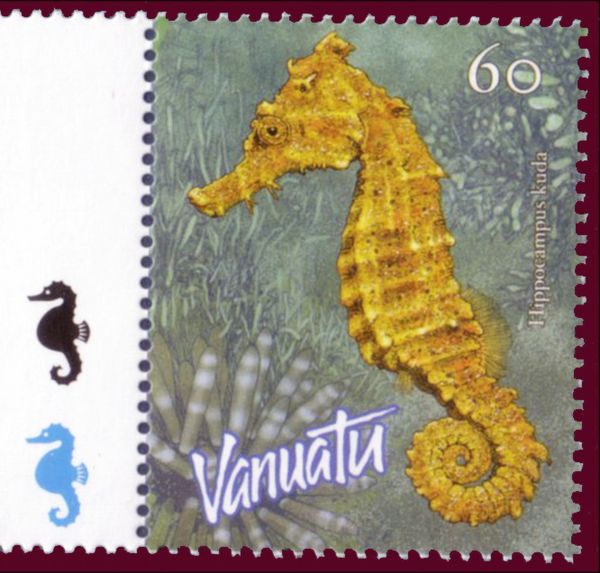 Spotted Seahorse (Hippocampus kuda)