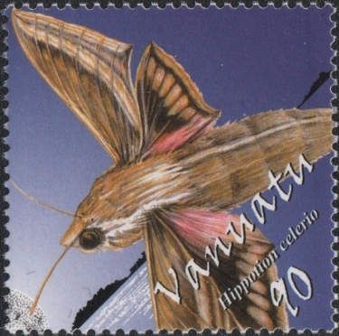 Vine Hawk-moth (Hippotion celerio)