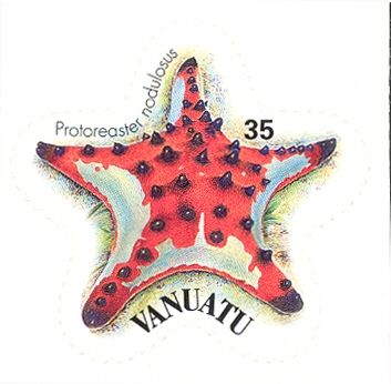 Horned Sea Star (Protoreaster nodulosus)