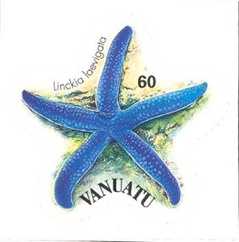 Blue Starfish (Linckia laevigata)