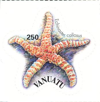 Warty Starfish (Echinaster callosus)