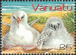 Red-tailed Tropicbird (Phaethon rubricauda)