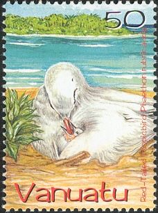 Red-tailed Tropicbird (Phaethon rubricauda)