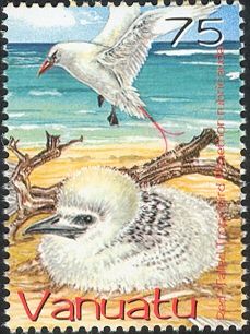 Red-tailed Tropicbird (Phaethon rubricauda)