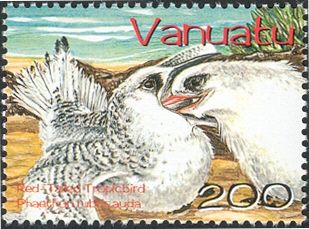 Red-tailed Tropicbird (Phaethon rubricauda)