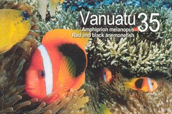 Fire Clownfish (Amphiprion melanopus)