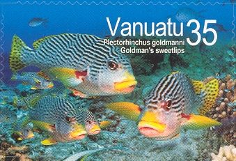 Yellow-banded Sweetlips (Plectorhynchus goldmanni)