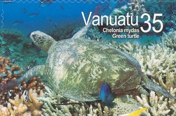 Green Sea Turtle (Chelonia mydas)