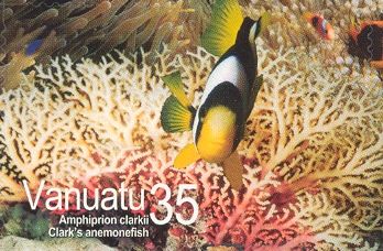 Yellowtail Clownfish (Amphiprion clarkii)