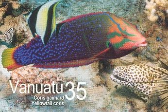 Yellowtail Coris (Coris gaimard)