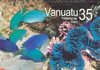 Giant Clam (Tridacna sp.)